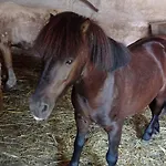 Vakantiehuis Poni Kucko Vendeghaz Es Minifarm