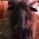 Póni Kuckó és Minifarm Casa de Férias *
