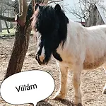 Póni Kuckó és Minifarm *