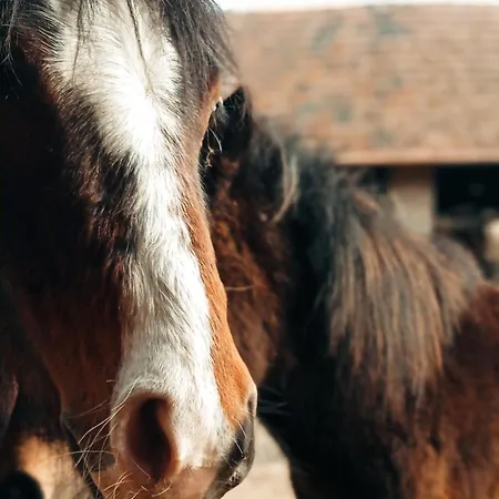 Póni Kuckó és Minifarm *