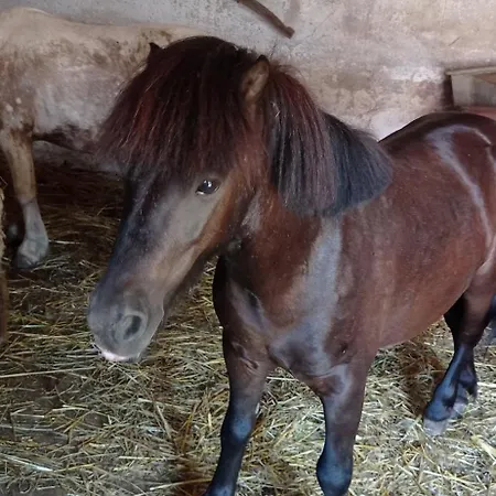 Сasa de vacaciones Póni Kuckó és Minifarm