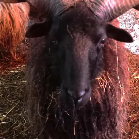 Poni Kucko Vendeghaz Es Minifarm Vakantiehuis *