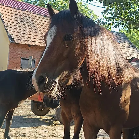 Poni Kucko Vendeghaz Es Minifarm Vakantiehuis *