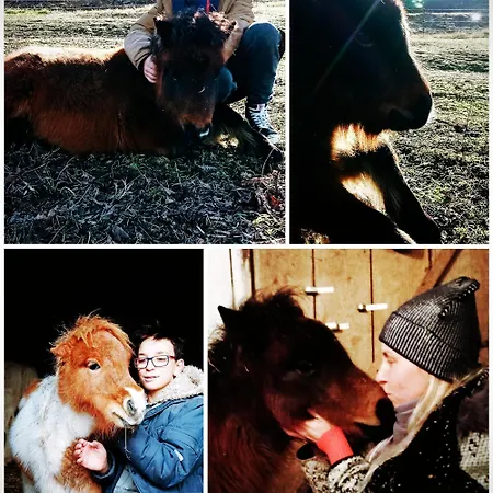 Vakantiehuis Poni Kucko Vendeghaz Es Minifarm Hosszuvoelgy