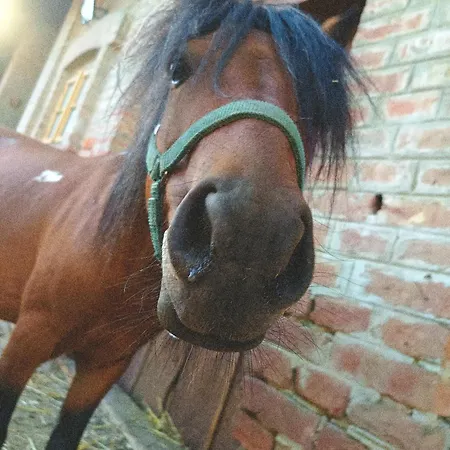 Póni Kuckó és Minifarm Сasa de vacaciones *