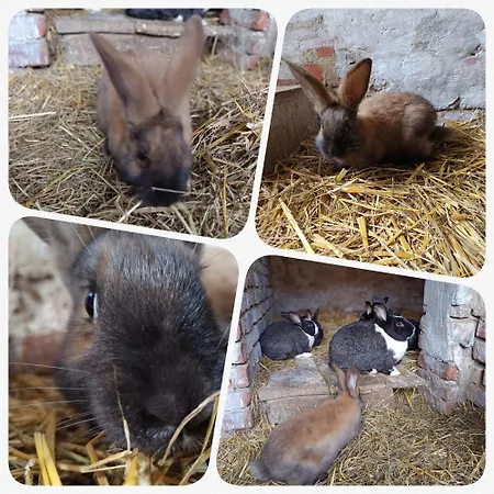 Póni Kuckó és Minifarm *
